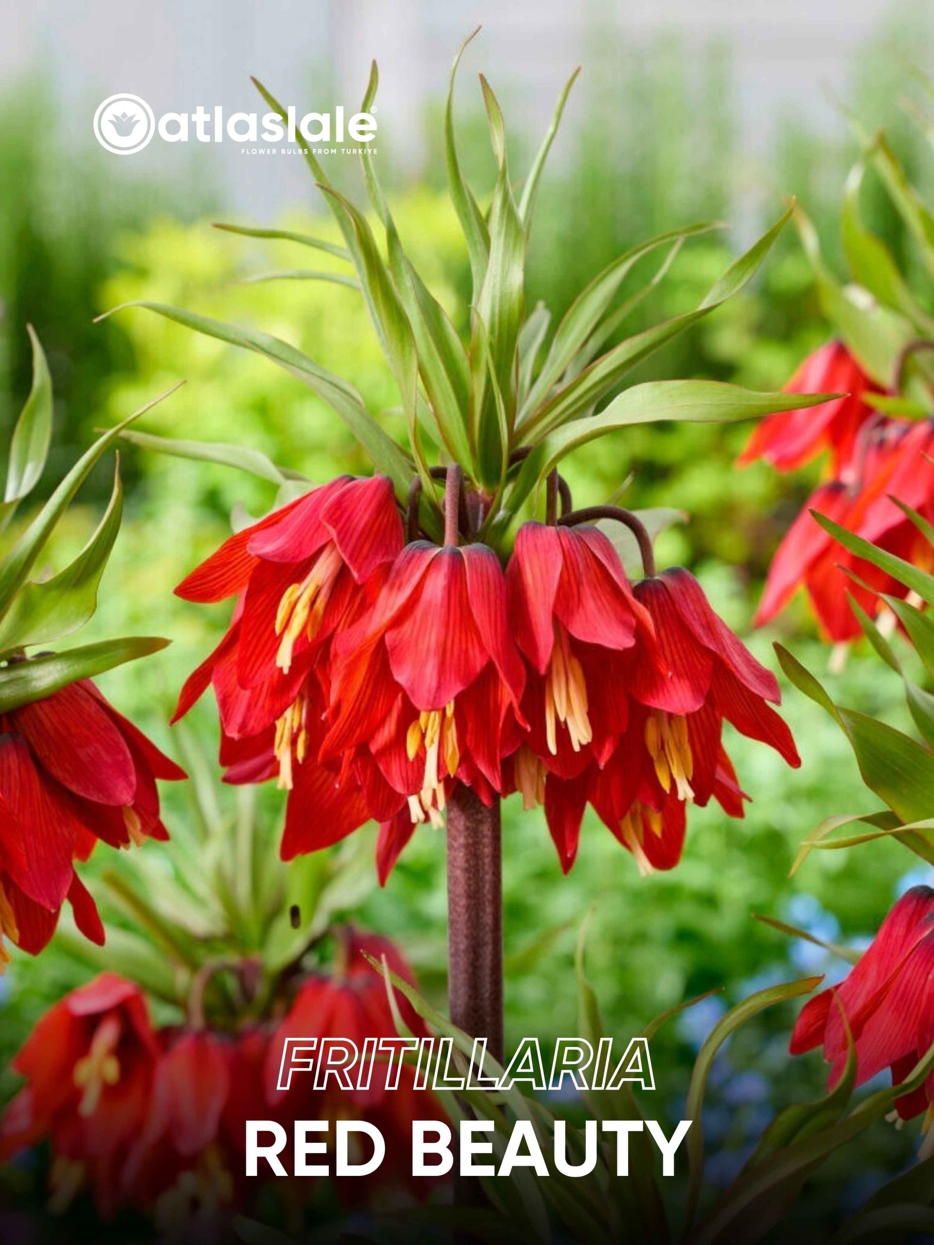 RED BEAUTY Fritillaria imperialis Red Beauty - Görsel 1