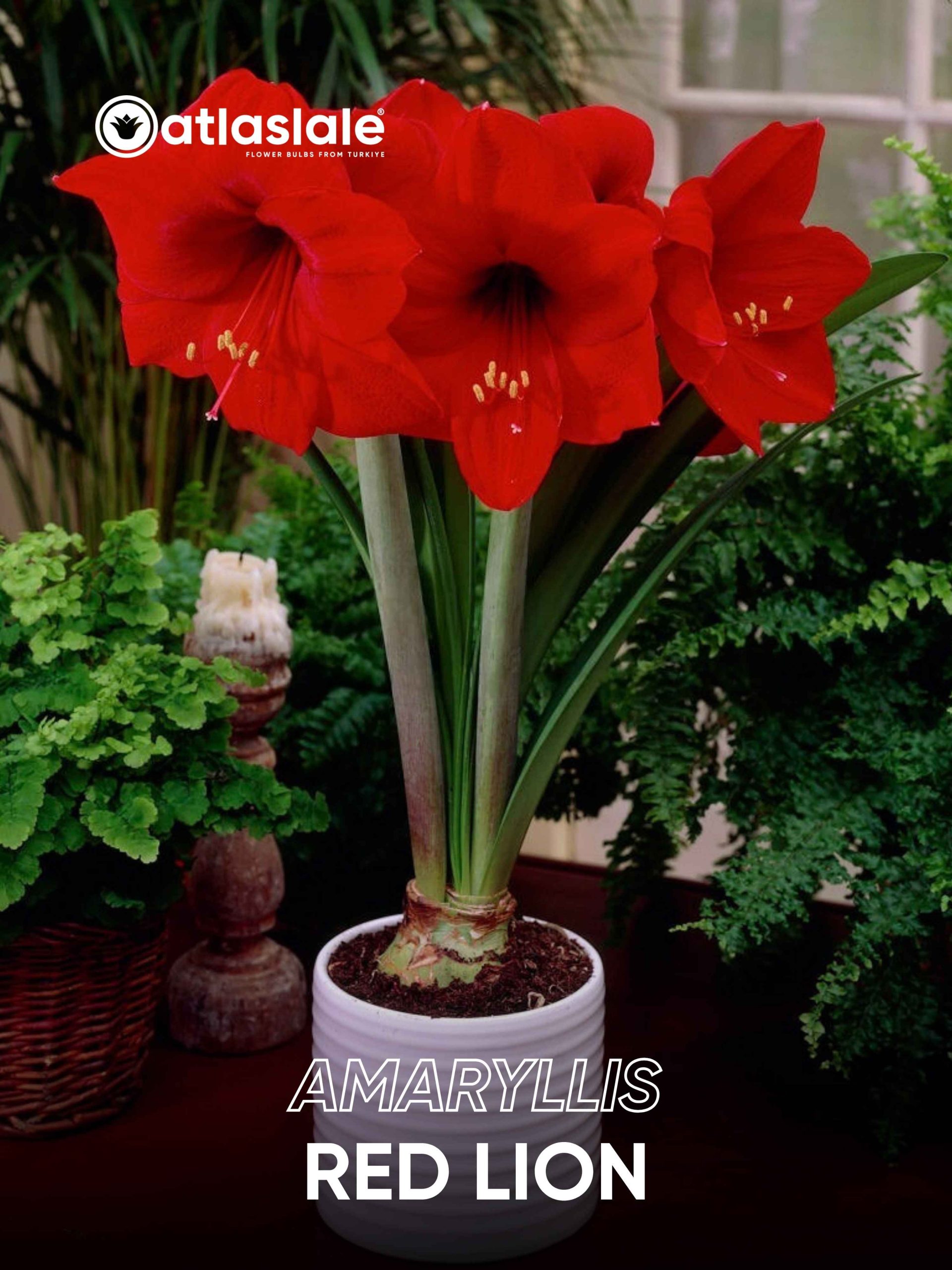 Red Lion Amaryllis Red Lion - Görsel 1