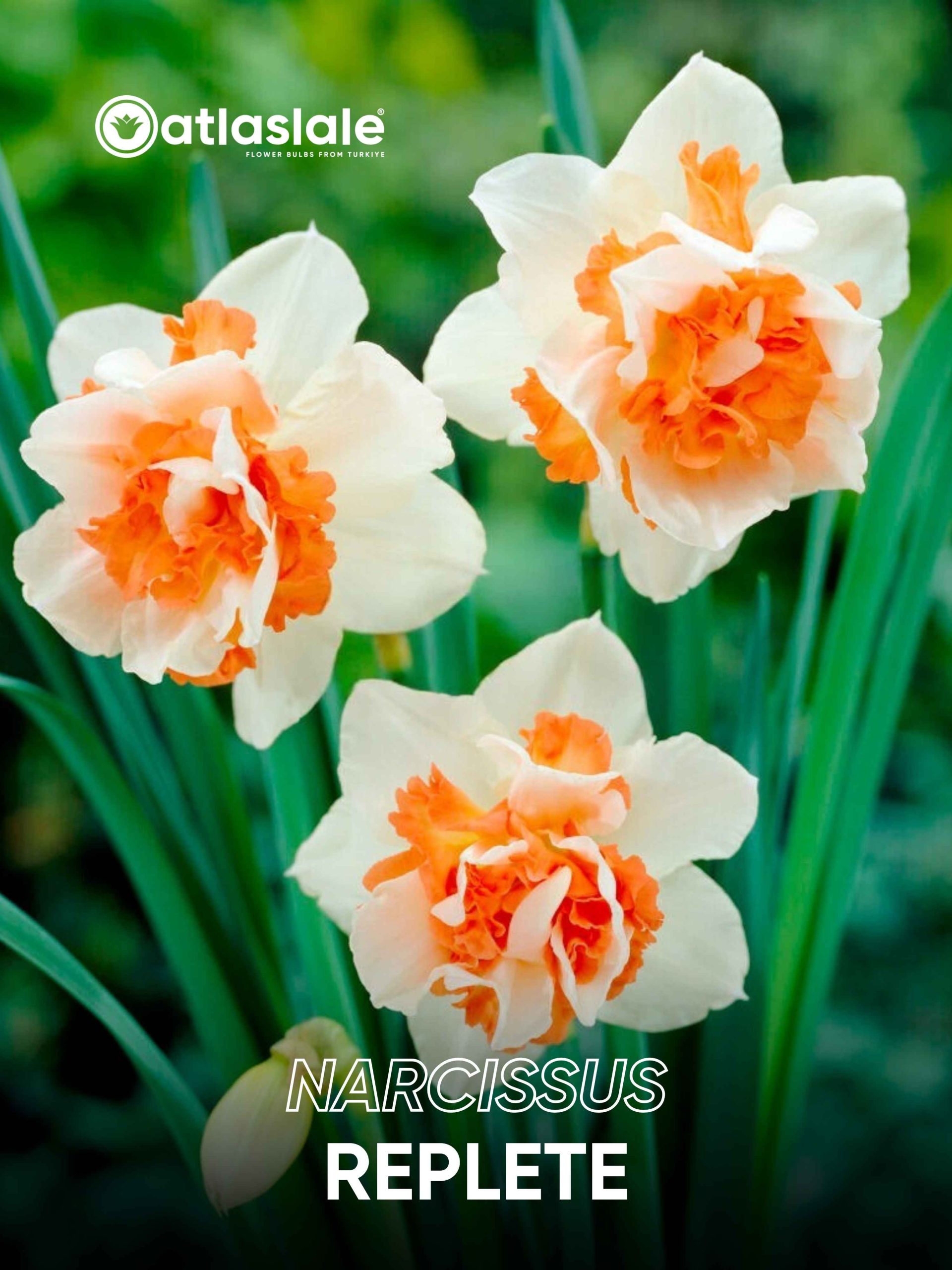 Replete Narcissus Replete - Görsel 1