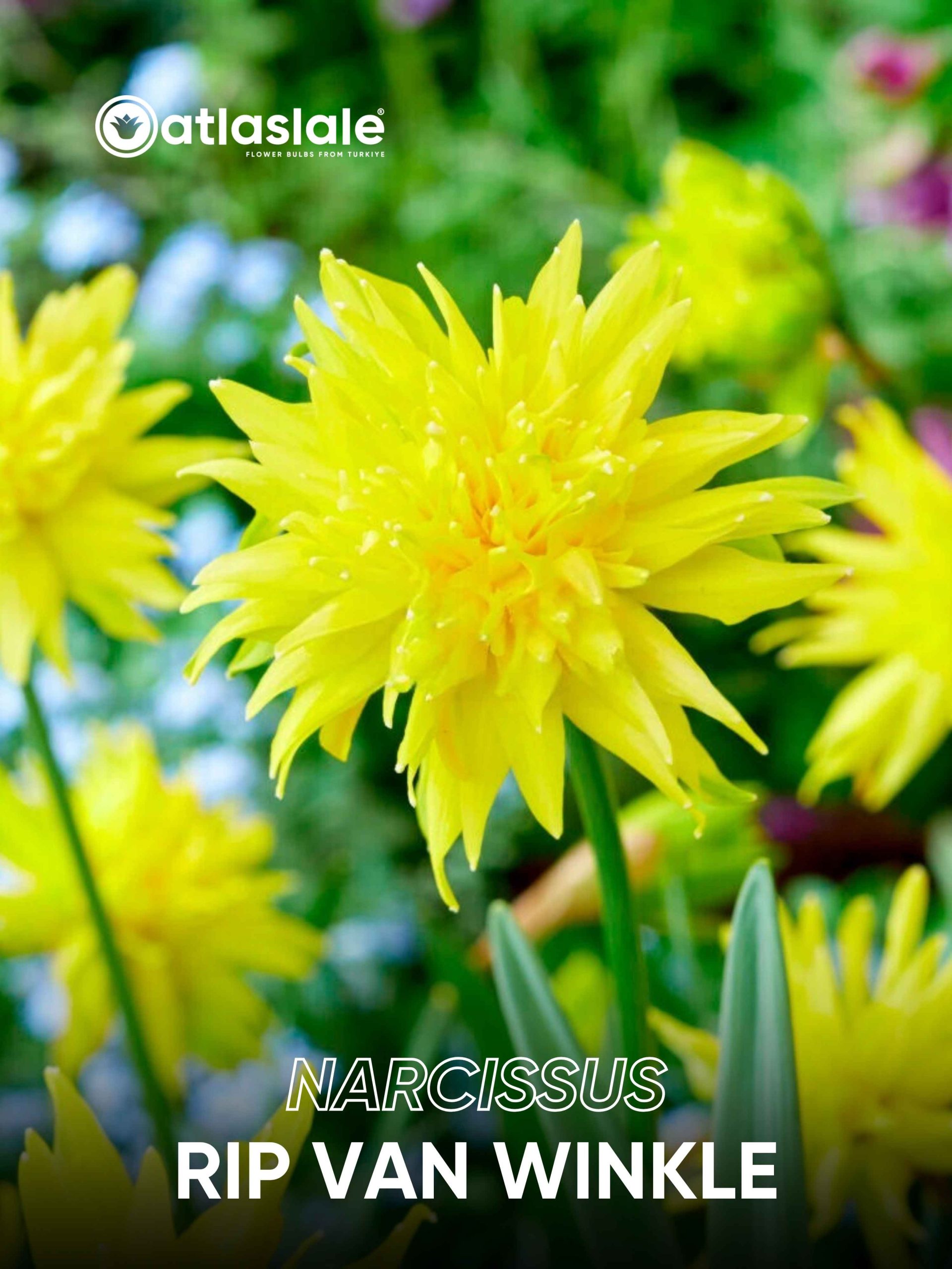 Rip van Winkle Narcissus Rip van Winkle - Görsel 1