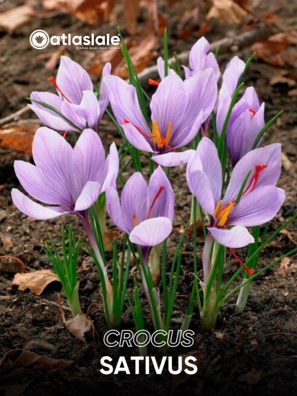 Crocus Sativus