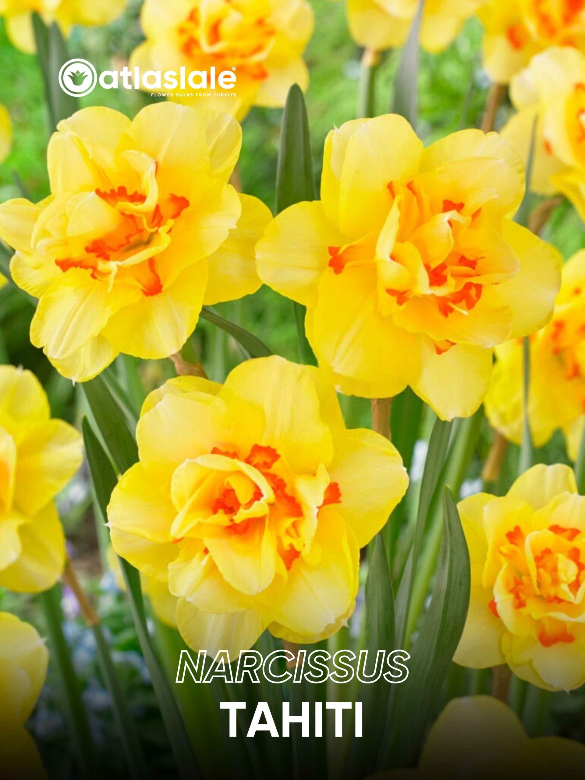 Tahiti Narcissus Tahiti - Görsel 1