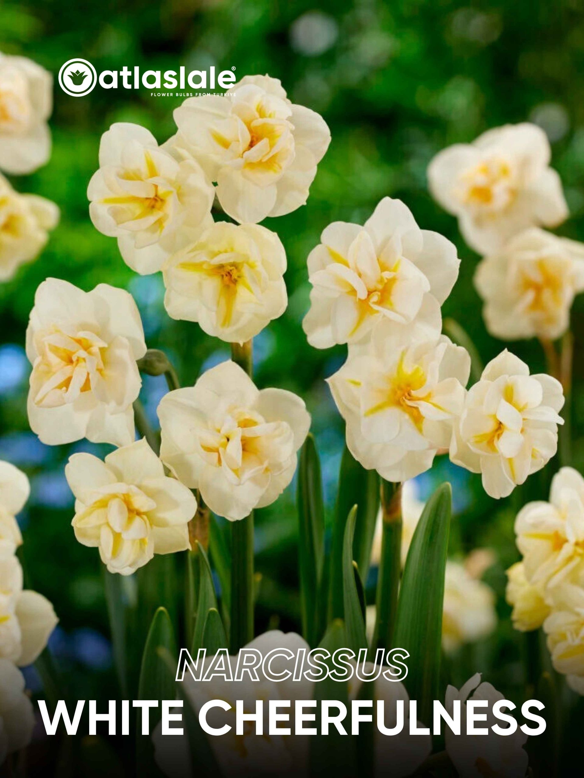 White Cheerfulness Narcissus White Cheerfulness - Görsel 1