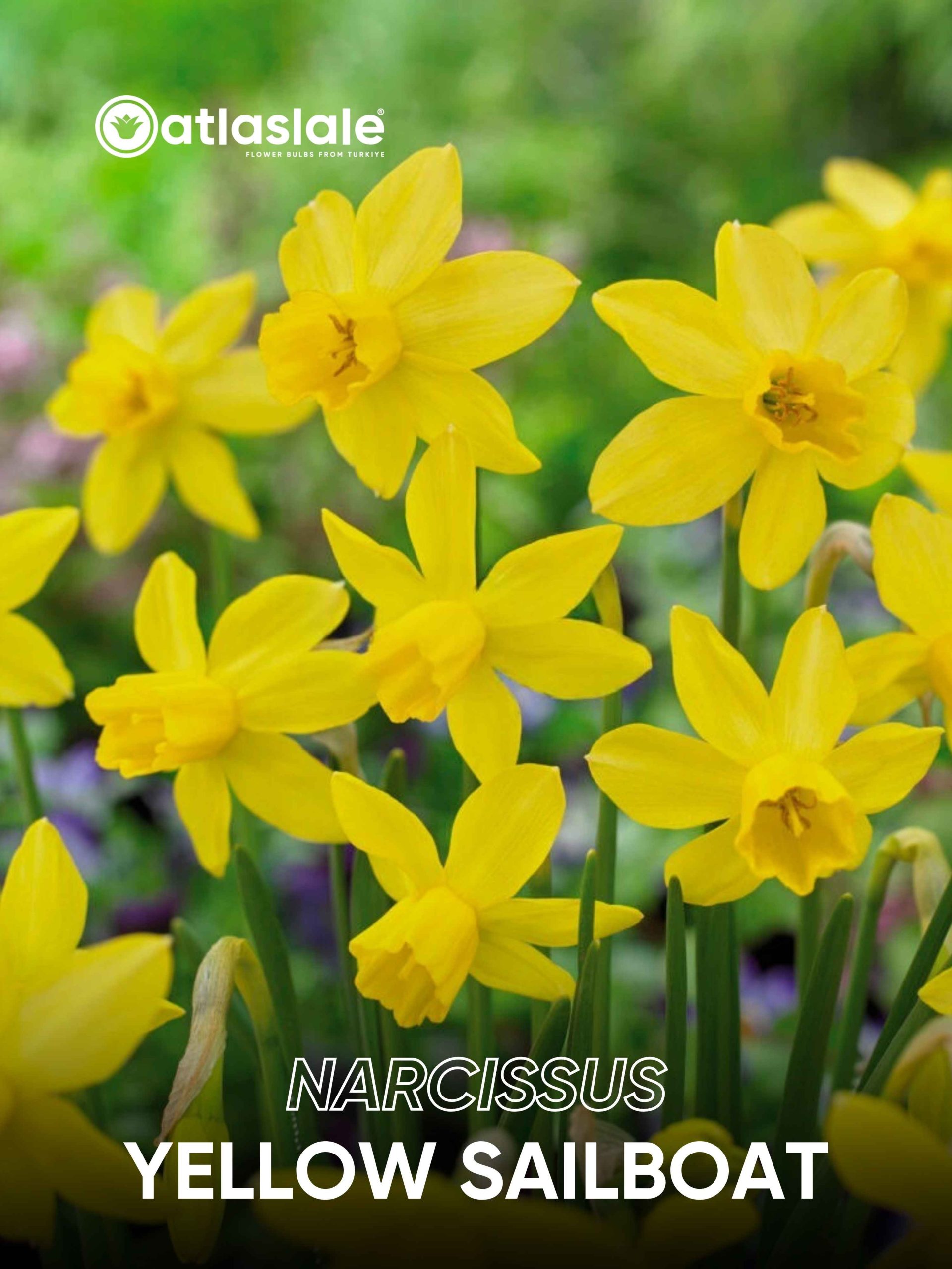 Yellow Sailboat Narcissus Yellow Sailboat - Görsel 1