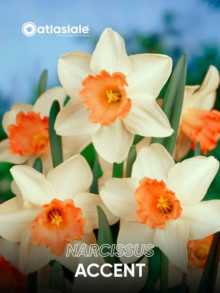 Narcissus Accent