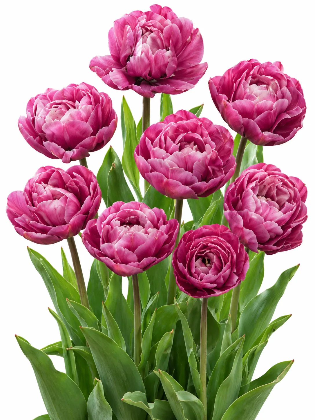 316594e2-7812-4abb-b271-157a0e221bd8 Tulipa Blue Diamond - Görsel 1