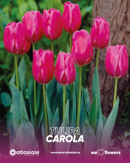 Tulipa Carola