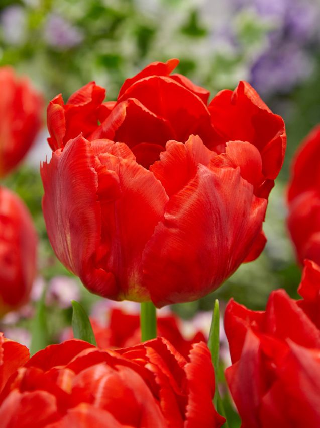 Viking Lale Soğanı Tulipa Viking — Kırmızı