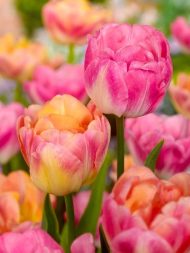 Tulipa Upstar — Pembe