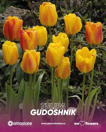 Tulipa Gudoshnik