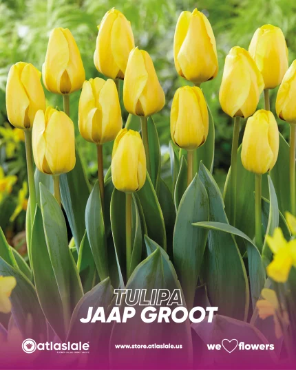 Tulipa Jaap Groot