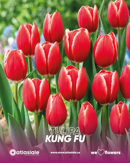 Tulipa Kung Fu
