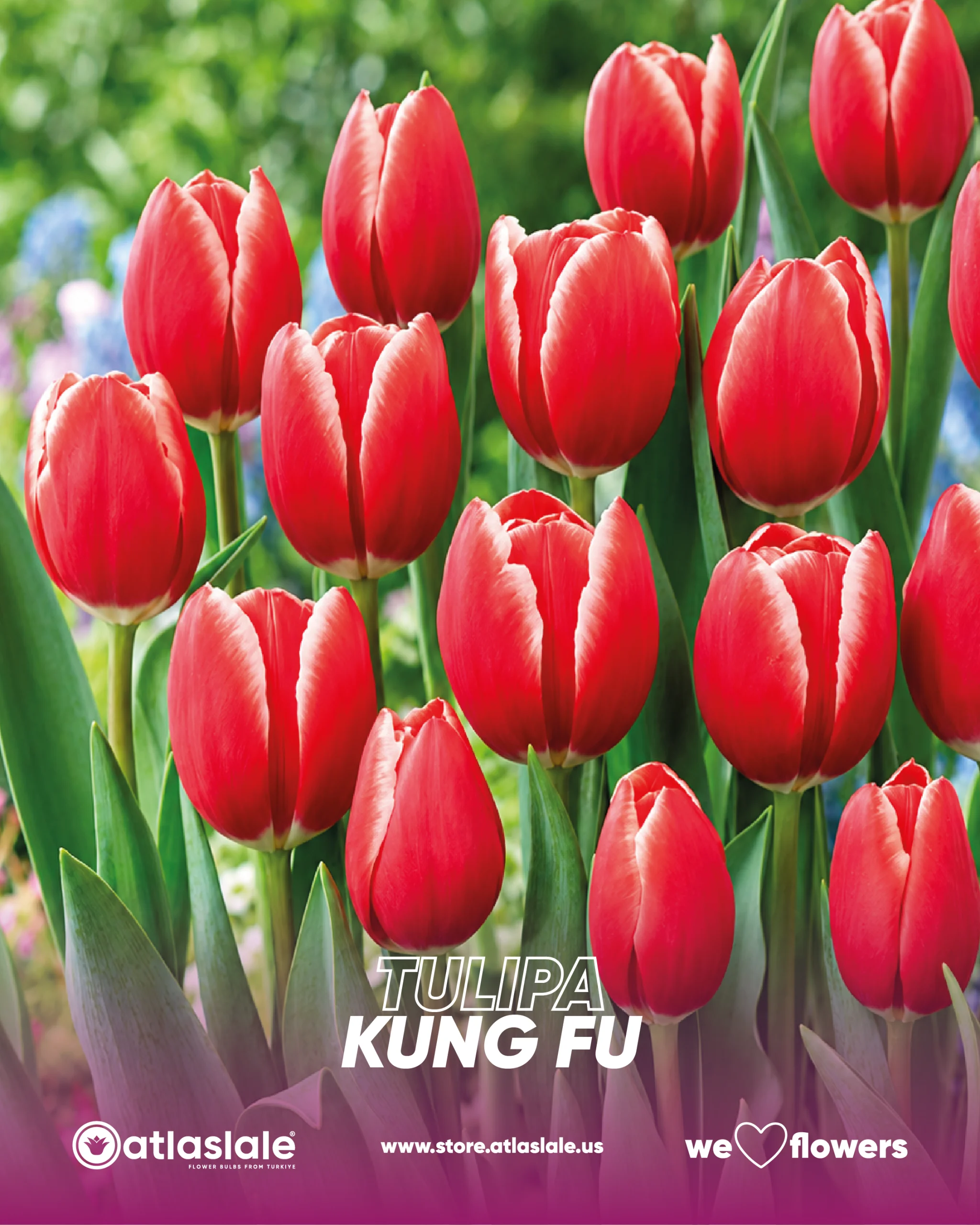 KUNG FU Tulipa Kung Fu - Görsel 1