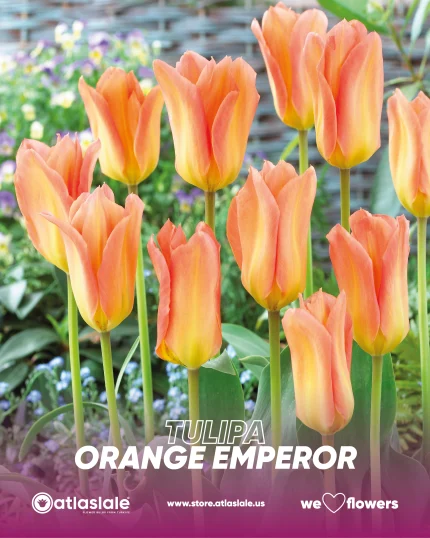 Tulipa Orange Emperor