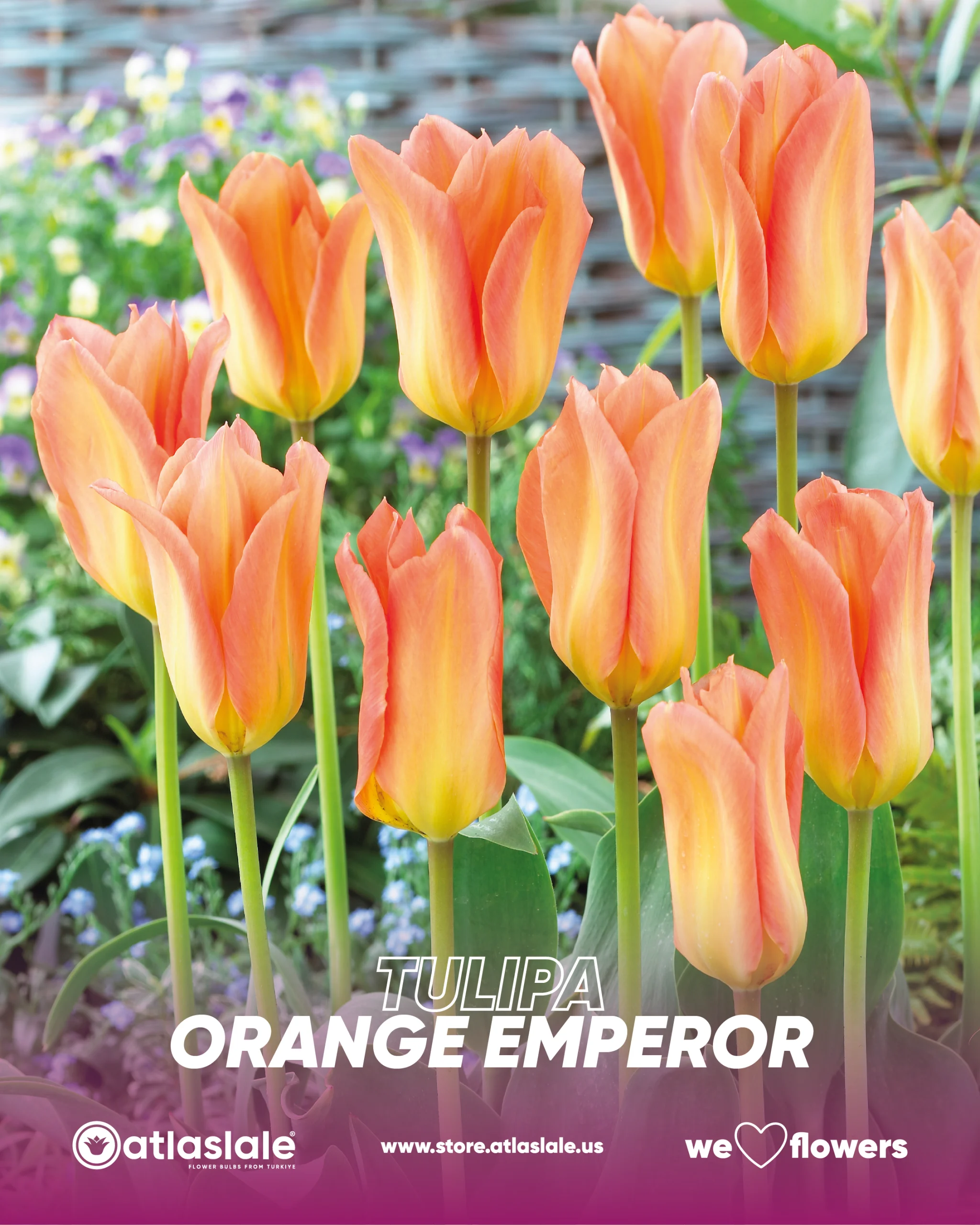 ORANGE EMPEROR Tulipa Orange Emperor - Görsel 1