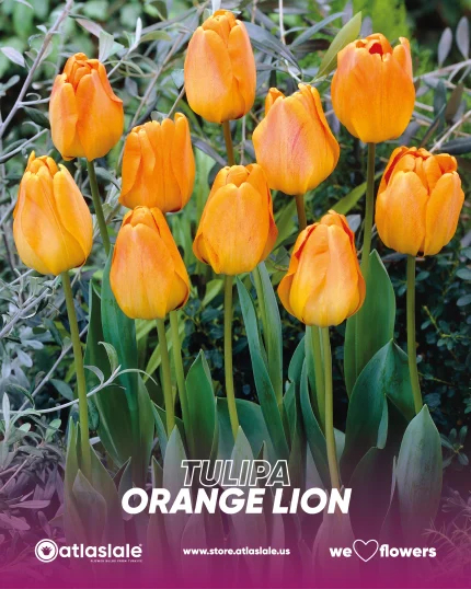 Tulipa Orange Lion