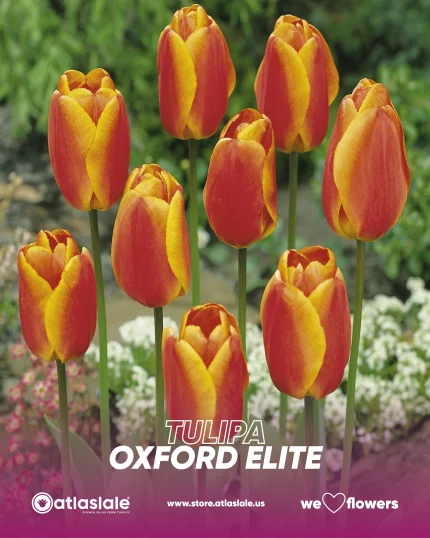 Tulipa Oxford Elite