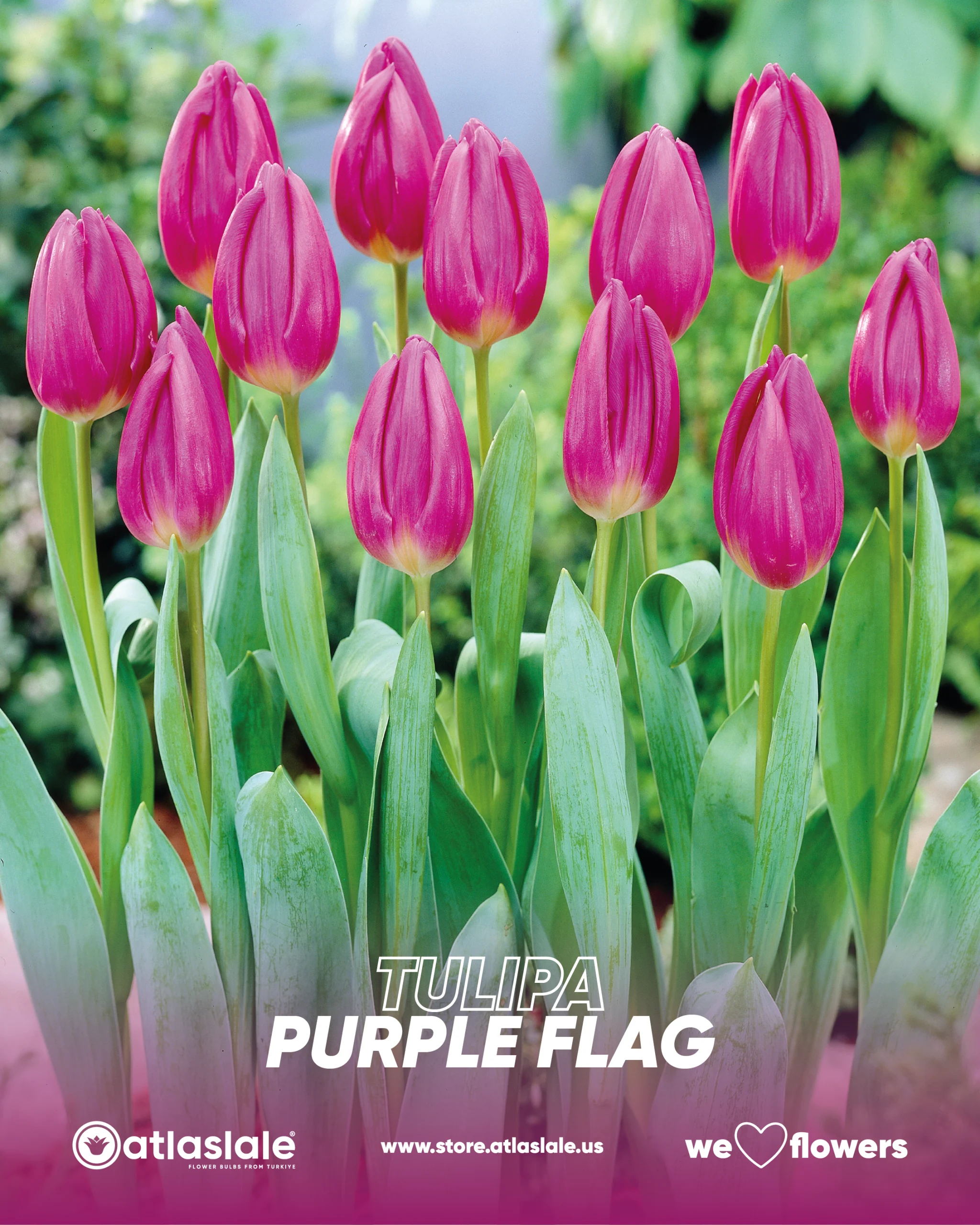 PURPLE FLAG Tulipa Purple Flag - Görsel 1
