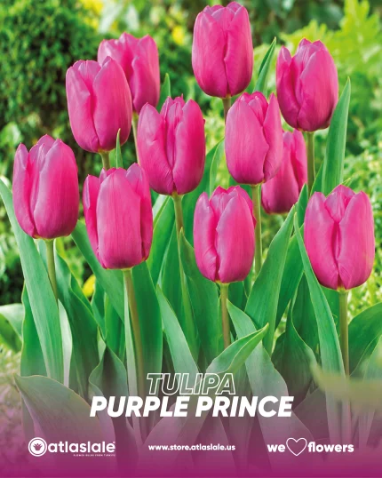 Tulipa Purple Prince