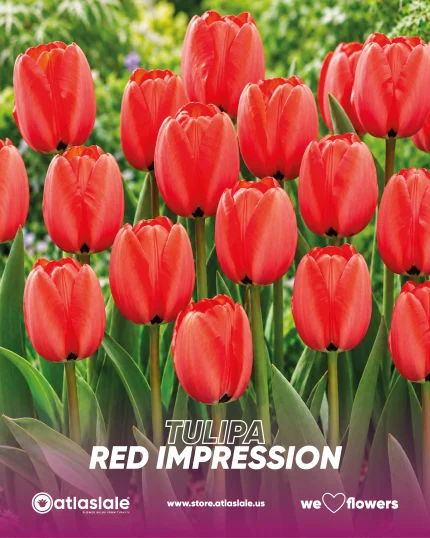 Tulipa Red Impression