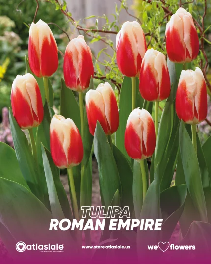 Tulipa Roman Empire