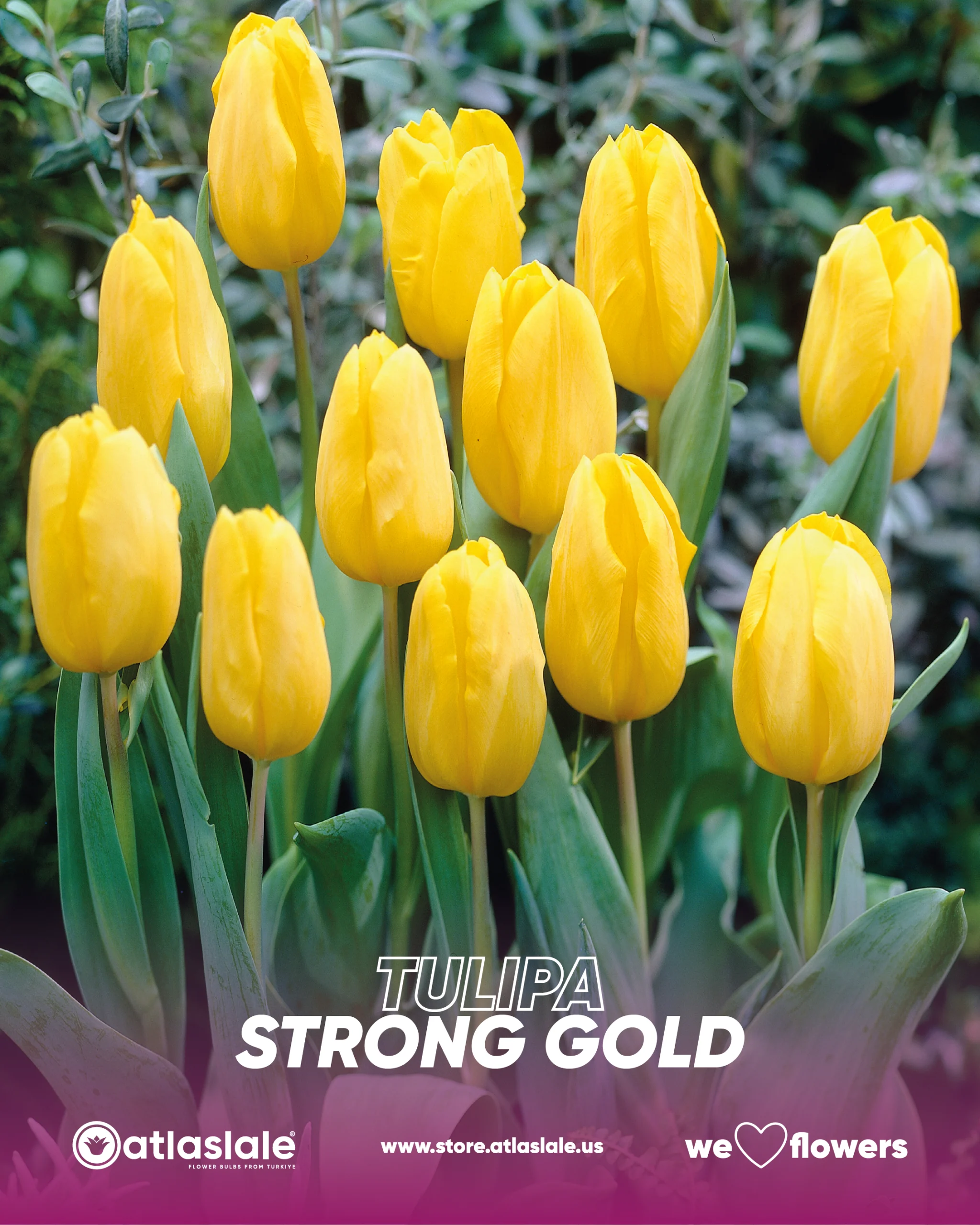 STRONG GOLD Tulipa Strong Gold - Görsel 1