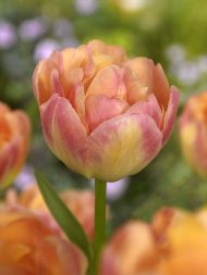 Tulipa Creme Upstar — Pembe, Sarı