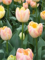 Tulipa Creme Upstar — Pembe, Sarı