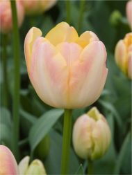 Tulipa Creme Upstar — Pembe, Sarı