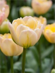 Tulipa Creme Upstar — Pembe, Sarı