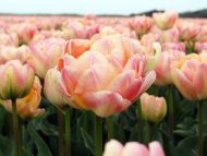 Tulipa Creme Upstar — Pembe, Sarı