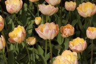 Tulipa Creme Upstar — Pembe, Sarı