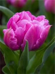 Tulipa Double Price — Mor