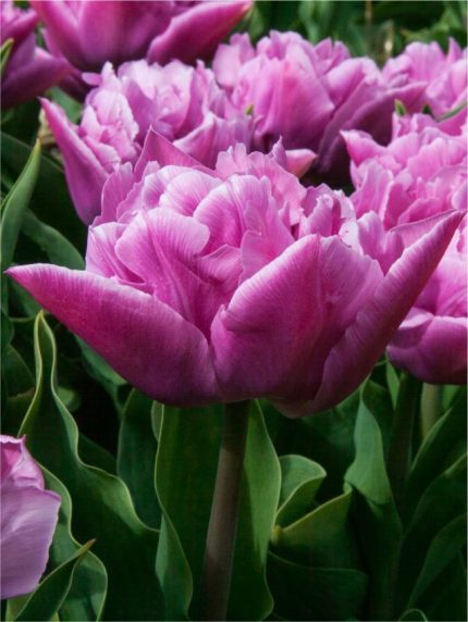 Tulipa Double Price — Mor