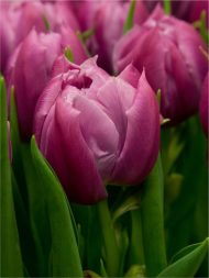 Tulipa Double Price — Mor