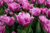 Tulipa Double Price — Mor