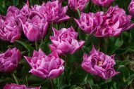 Tulipa Double Price — Mor