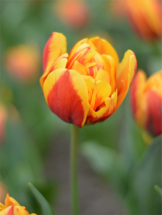 Givenchy Lale Soğanı Tulipa Givenchy — Kırmızı, Sarı