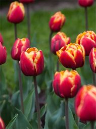 Tulipa Givenchy — Kırmızı, Sarı