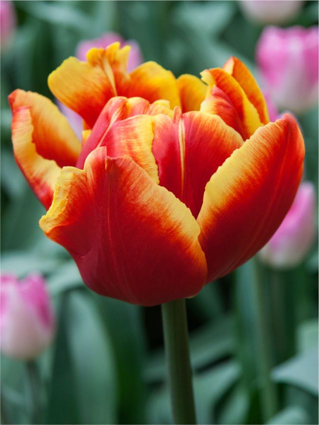 High roler Lale Soğanı Tulipa High Roler — Kırmızı, Sarı