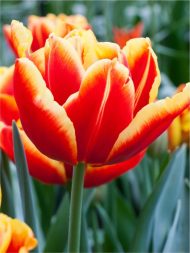 Tulipa High Roler — Kırmızı, Sarı