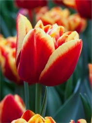 Tulipa High Roler — Kırmızı, Sarı