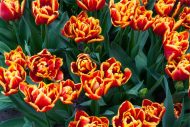 Tulipa High Roler — Kırmızı, Sarı