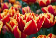 Tulipa High Roler — Kırmızı, Sarı