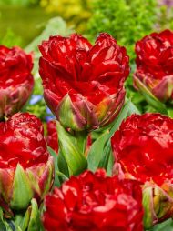 Tulipa Ice Cream Strawberry — Kırmızı, Pembe