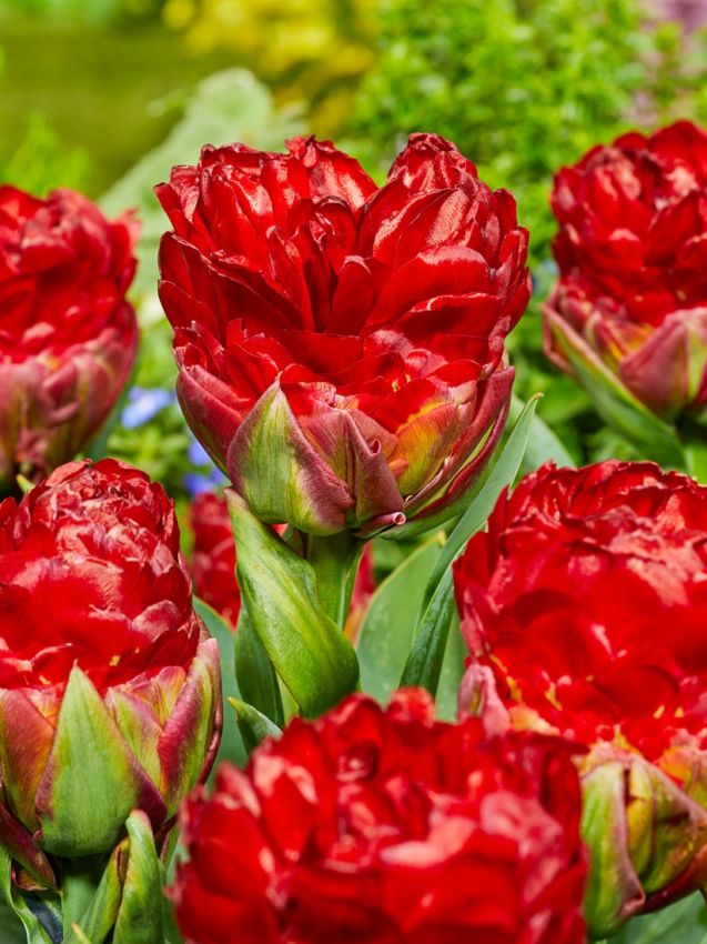 Ice cream strawberry Lale Soğanı Tulipa Ice Cream Strawberry — Kırmızı, Pembe