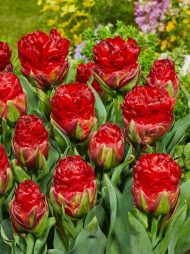 Tulipa Ice Cream Strawberry — Kırmızı, Pembe