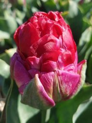 Tulipa Ice Cream Strawberry — Kırmızı, Pembe