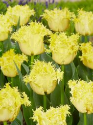 Tulipa Lemon Shoot — Sarı