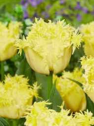 Tulipa Lemon Shoot — Sarı